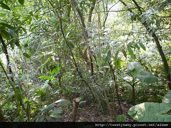 北市市44基石又未遇 008