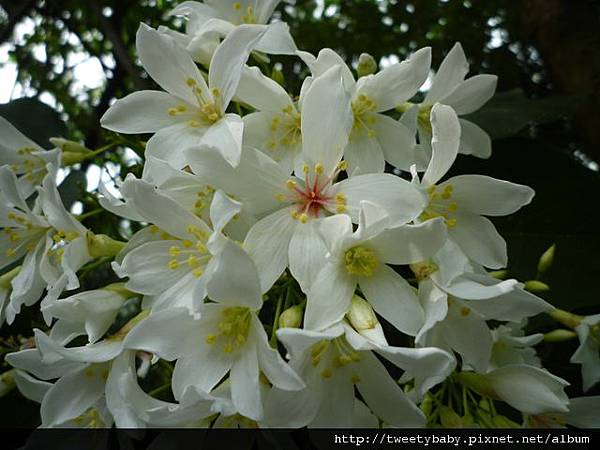 姜子寮瀑布.姜子寮絕壁.姜子寮山.泰安瀑布 156