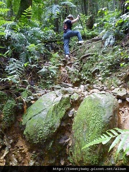 大桶山東峰.大桶山.四崁水山 051