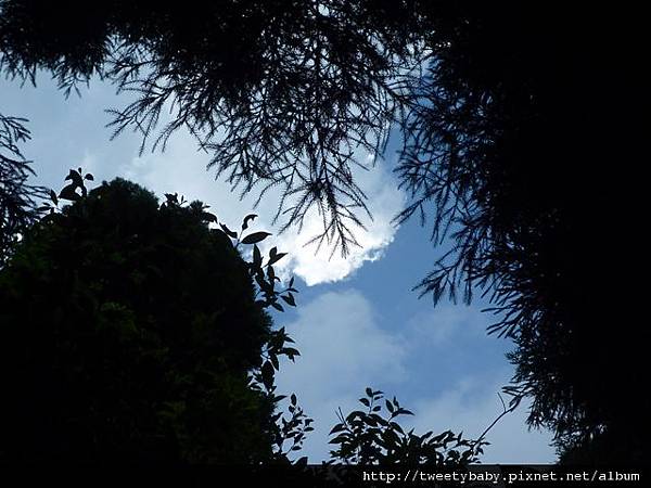 大桶山東峰.大桶山.四崁水山 068