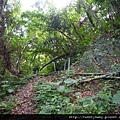 烏來山.大桶山.大桶山東峰 037