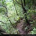 烏來山.大桶山.大桶山東峰 109