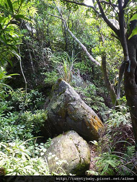 烏來山.大桶山.大桶山東峰 110