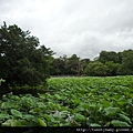 九五峰東北嶺.九五峰.南港山.北市地測精幹點340.植物園荷花.建中蔣公銅像 140