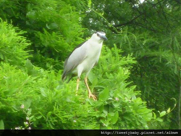 植物園、建中蔣公銅像2 031