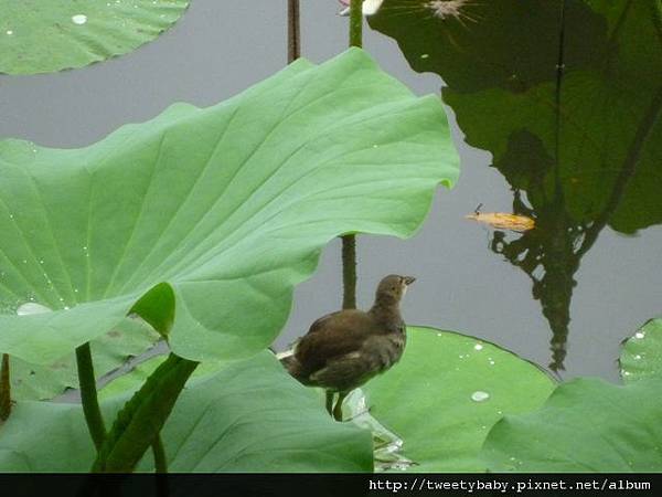 植物園、建中蔣公銅像2 042