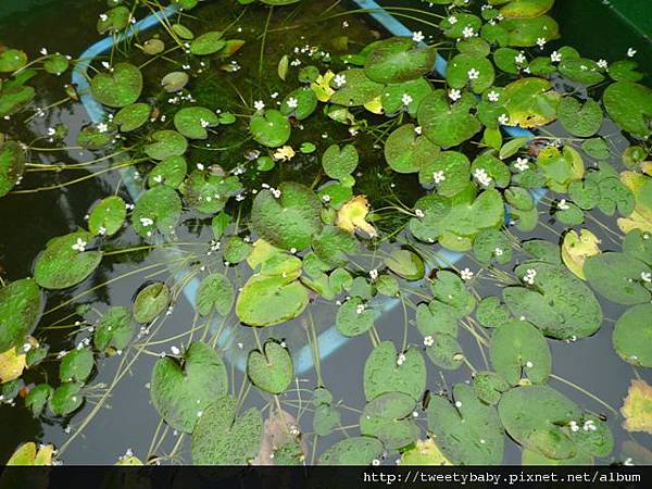 植物園、建中蔣公銅像2 052