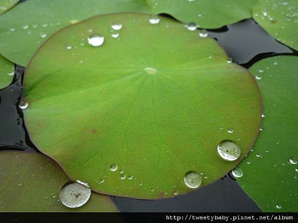 植物園、建中蔣公銅像2 060