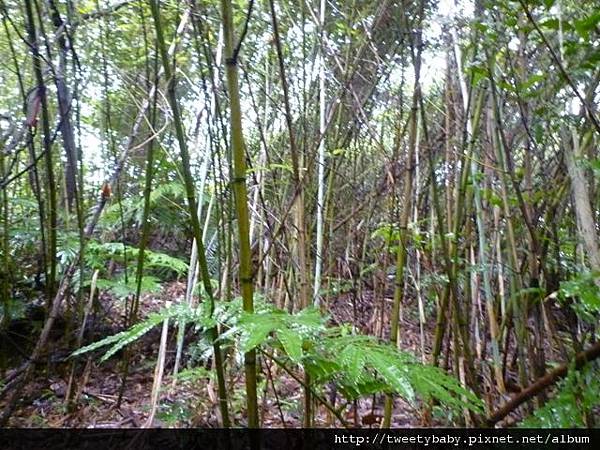 萬順寮山.東南山 066