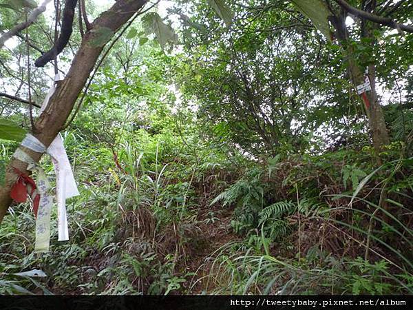 茅草埔山.四分里山.北市地測08未遇 021