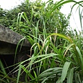 假山市474未遇.金包里山.磺港山.月眉福德堂礦務課898基石、241號水準點 194