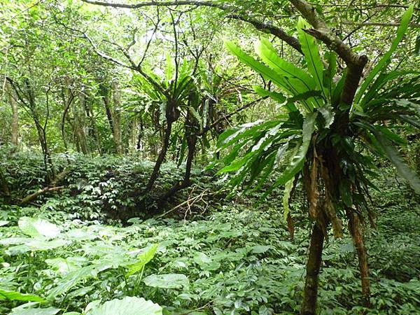 林美石磐步道.櫻花陵園.味珍香卜肉店.三星阿婆蔥餅.梅花湖.金車外澳伯朗咖啡館 116