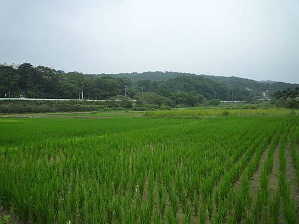 楊梅龜山.福人步道 206