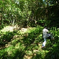 艷紅路子松柏山莊鑛務課230基石.嶺腳寮山.靈巖寺艷紅鹿子百合 024