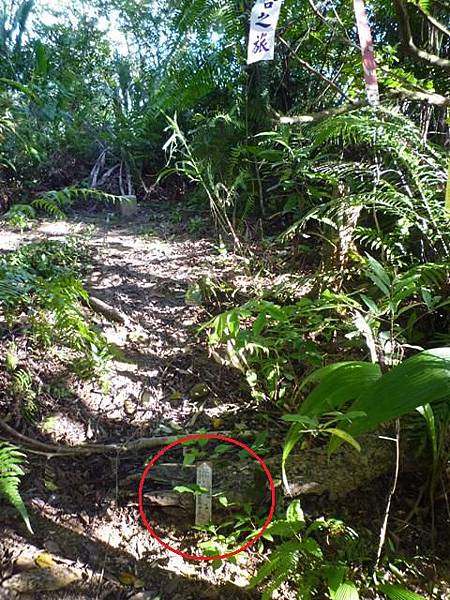 艷紅路子松柏山莊鑛務課230基石.嶺腳寮山.靈巖寺艷紅鹿子百合 046