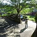 艷紅路子松柏山莊鑛務課230基石.嶺腳寮山.靈巖寺艷紅鹿子百合 052