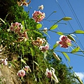 艷紅路子松柏山莊鑛務課230基石.嶺腳寮山.靈巖寺艷紅鹿子百合 082