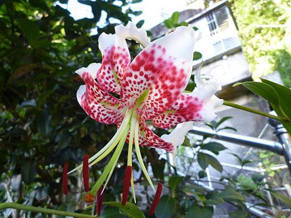 艷紅路子松柏山莊鑛務課230基石.嶺腳寮山.靈巖寺艷紅鹿子百合 086