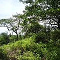 昊天嶺.石象山.石獅山.石猴山.北五堵一等水準點未遇.蘇家古厝.忠順廟 114