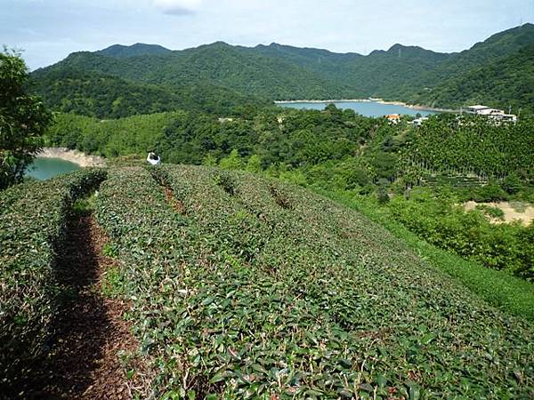 永安八卦茶園.金面大觀.虎字碑.鴻子口山.25號造林地基石 017