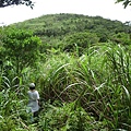 永安八卦茶園.金面大觀.虎字碑.鴻子口山.25號造林地基石 172