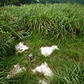 永安八卦茶園.金面大觀.虎字碑.鴻子口山.25號造林地基石 219