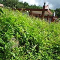 東小坪頂山.興華坑山.虎頭山.聖本篤山 026