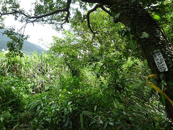 東小坪頂山.興華坑山.虎頭山.聖本篤山 087