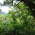 東小坪頂山.興華坑山.虎頭山.聖本篤山 087