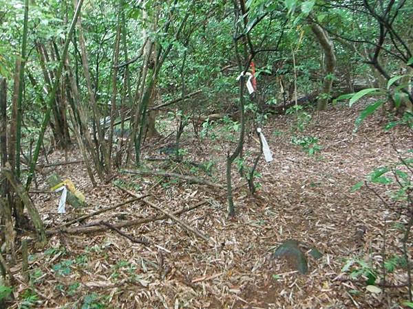 東小坪頂山.興華坑山.虎頭山.聖本篤山 179