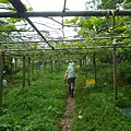 深坑庄山.深坑忠魂碑.業先生的開心農場.意學坑自然公園.中秋烤肉 042