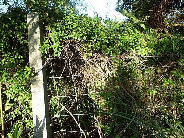 草地尾山.中央坑山.阿屘尖 024