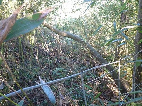 草地尾山.中央坑山.阿屘尖 037