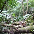 下橫屏山南峰.主峰.東峰 081