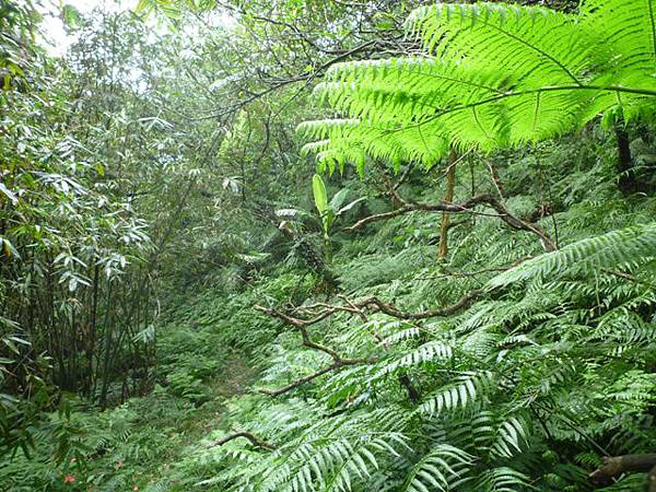 串空湖古道.九芎坑山 050