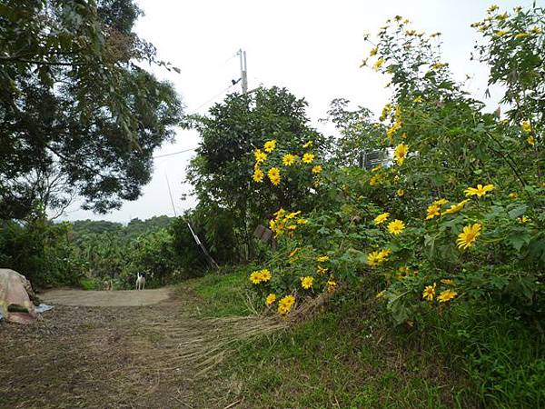 旗竿湖木棧道.五股坑山 032