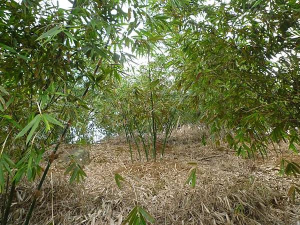 旗竿湖木棧道.五股坑山 054