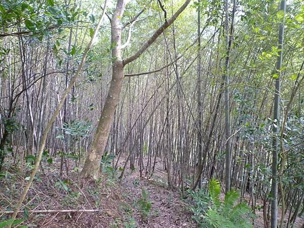 口吅品麻辣臭豆腐.熊空山.三峽大豹社忠魂碑 127