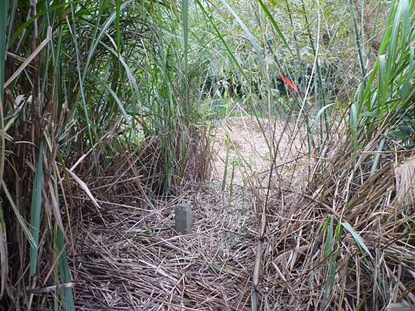 蘇厝山.王公坑山 046