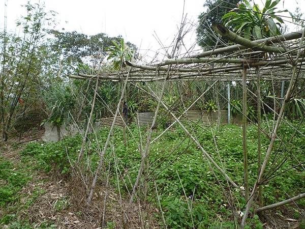 蘇厝山.王公坑山 059