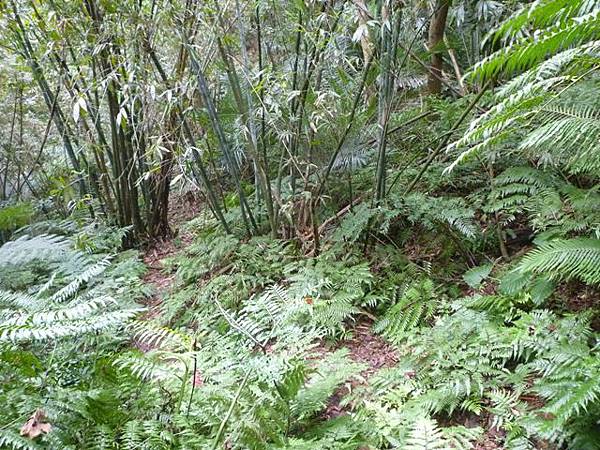 蘇厝山.王公坑山 090