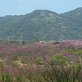 平菁街42巷櫻花.大坪尾山.尾崙山.大石閣小水準點.烏來福山櫻花.猴洞尖.鹿鵠崙 058