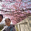 平菁街42巷櫻花.大坪尾山.尾崙山.大石閣小水準點.烏來福山櫻花.猴洞尖.鹿鵠崙 087