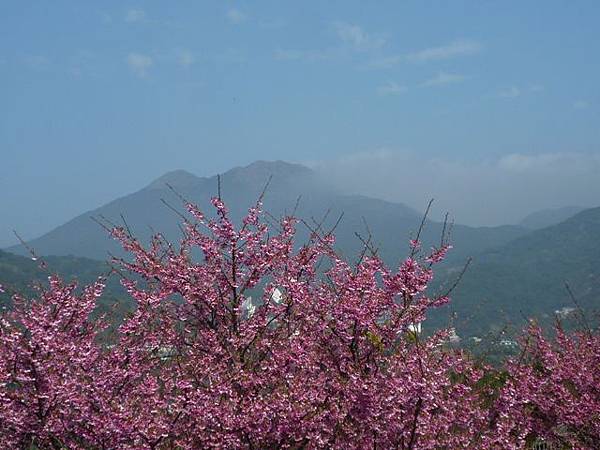 平菁街42巷櫻花.大坪尾山.尾崙山.大石閣小水準點.烏來福山櫻花.猴洞尖.鹿鵠崙 090