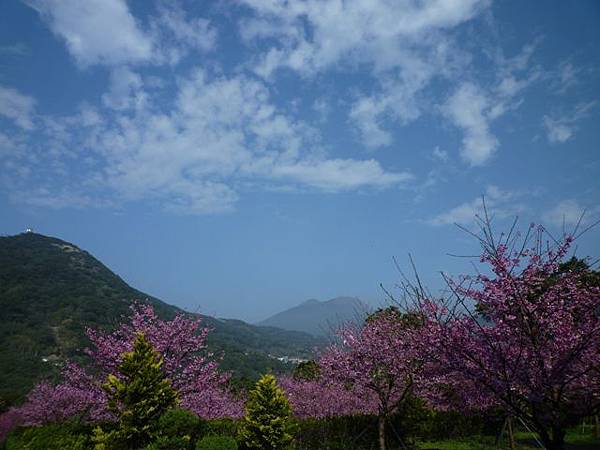 平菁街42巷櫻花.大坪尾山.尾崙山.大石閣小水準點.烏來福山櫻花.猴洞尖.鹿鵠崙 098