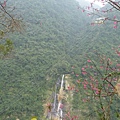 平菁街42巷櫻花.大坪尾山.尾崙山.大石閣小水準點.烏來福山櫻花.猴洞尖.鹿鵠崙 236