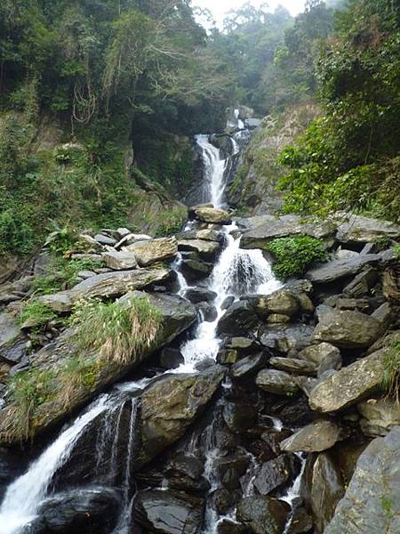 平菁街42巷櫻花.大坪尾山.尾崙山.大石閣小水準點.烏來福山櫻花.猴洞尖.鹿鵠崙 251