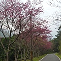 平菁街42巷櫻花.大坪尾山.尾崙山.大石閣小水準點.烏來福山櫻花.猴洞尖.鹿鵠崙 263