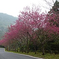 平菁街42巷櫻花.大坪尾山.尾崙山.大石閣小水準點.烏來福山櫻花.猴洞尖.鹿鵠崙 266