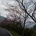 平菁街42巷櫻花.大坪尾山.尾崙山.大石閣小水準點.烏來福山櫻花.猴洞尖.鹿鵠崙 271